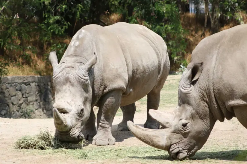 Omari y Mozuma, la pareja favorita de rinocerontes del Parque Ecológico Zacango. Foto: Cortesía