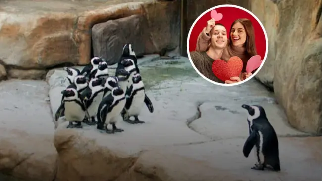 De esta manera puedes celebrar San Valentín en el zoológico de Guadalajara. Foto: iStock.