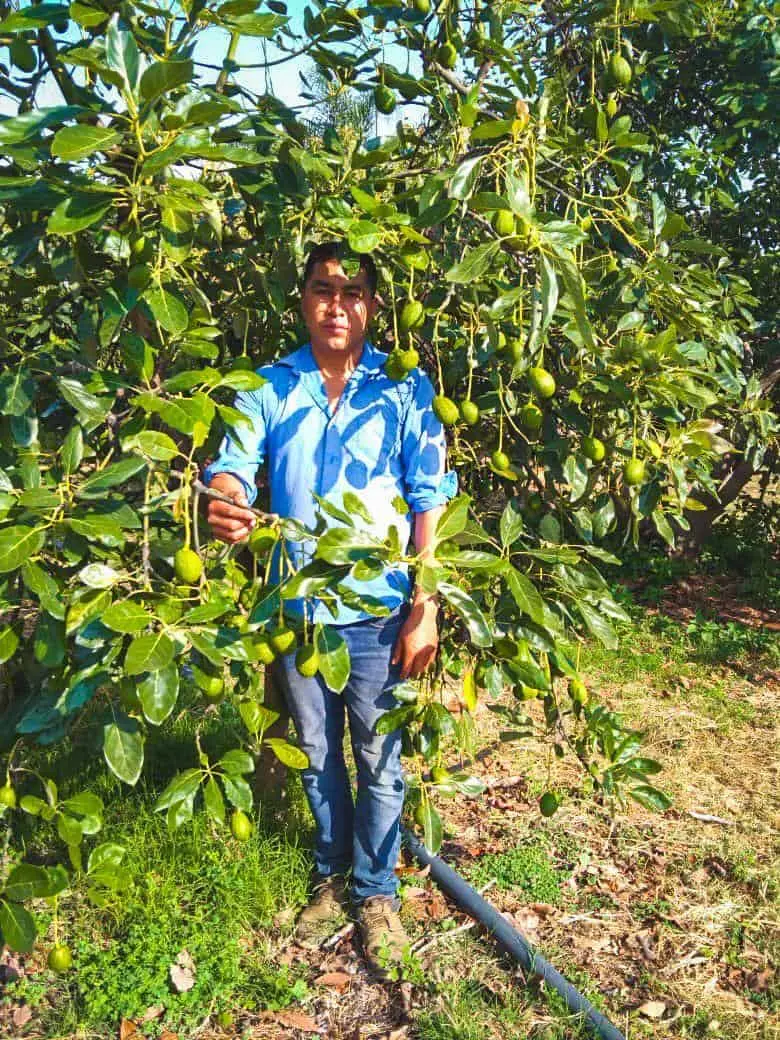 Productor de Aguacate en Cuernavaca, Morelos. Foto: Gobierno de Morelos