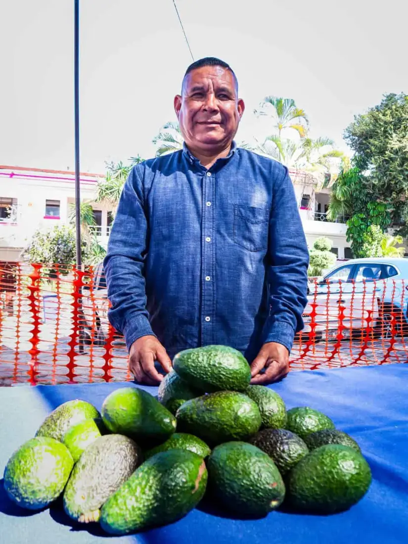 Producción de aguacate en la ciudad de Cuernavaca. Foto: Gobierno de Cuernavaca