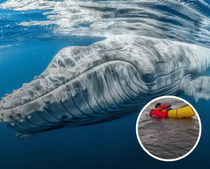 Padre es testigo de cómo una ballena jorobada traga a su hijo