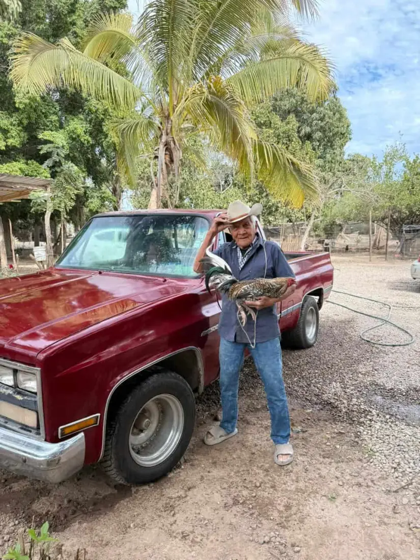 Sus gallos y su Chevrolet Cheyenne Silverado 94, son su alegría