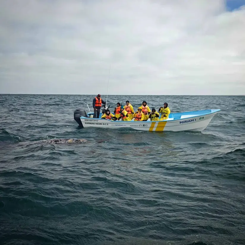 temporada de avistamiento de ballena gris en Ensenada,