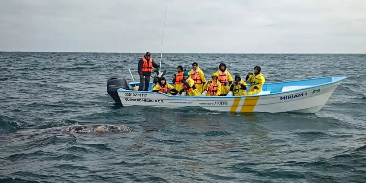 Cómo ver de cerca a la ballena gris en Baja California.