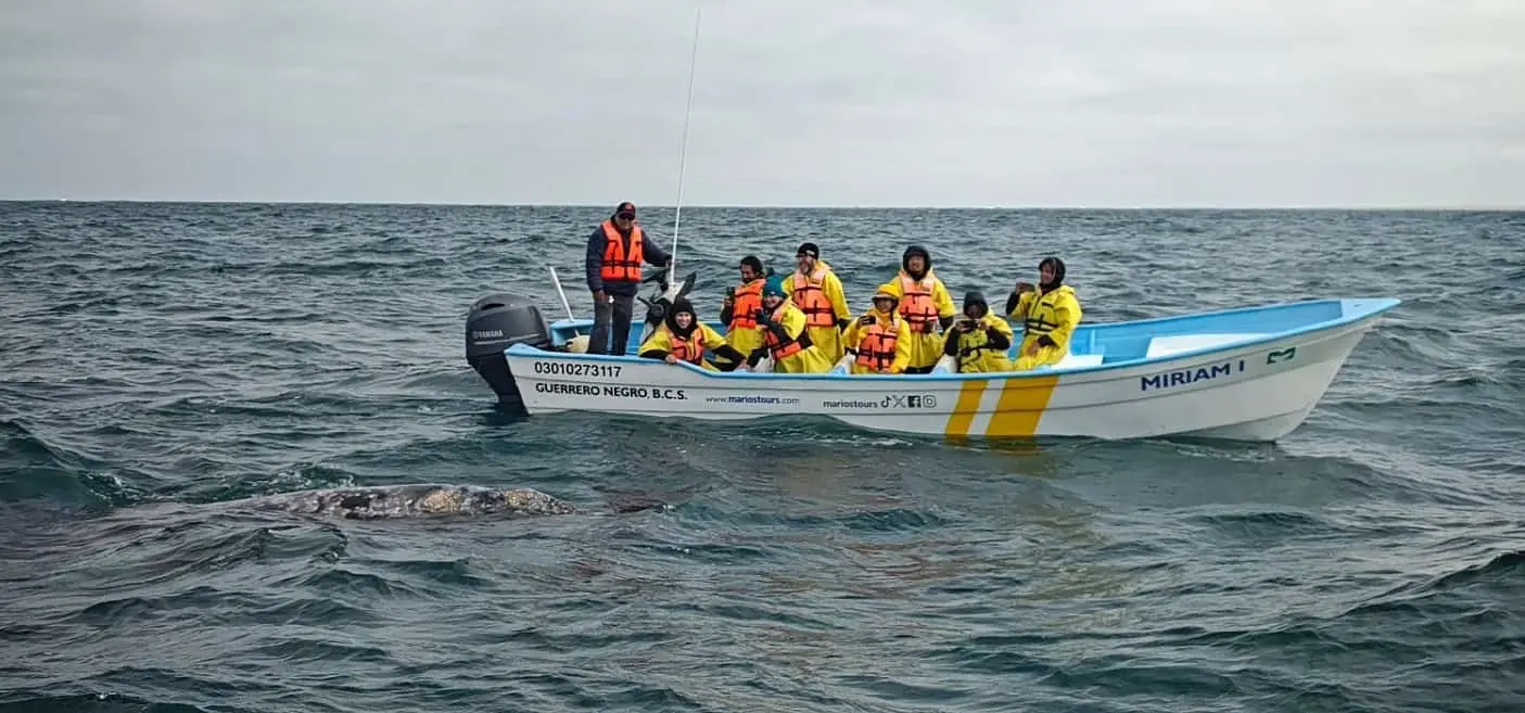 Cómo ver de cerca a la ballena gris en Baja California.
