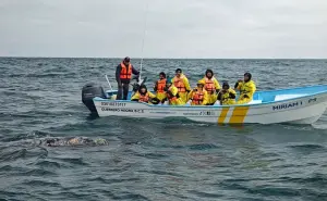 Cómo ver de cerca a la ballena gris en Baja California: guía de avistamiento 2025