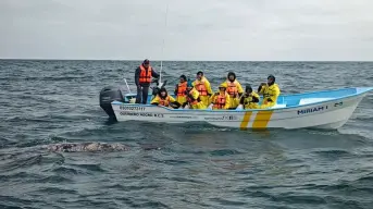 Cómo ver de cerca a la ballena gris en Baja California: guía de avistamiento 2025