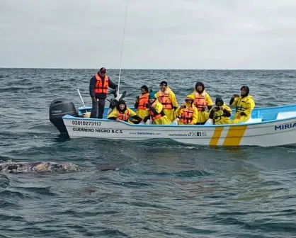 Cómo ver de cerca a la ballena gris en Baja California: guía de avistamiento 2025