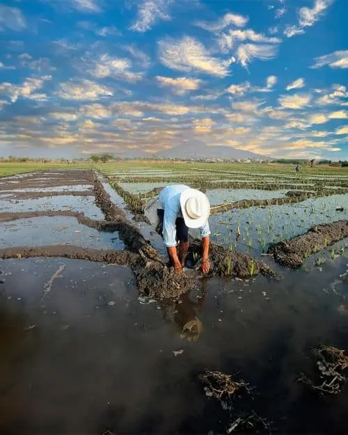 Agricultor trabajando en el campo de arroz Foto: Secretaria de Gobierno de Morelos