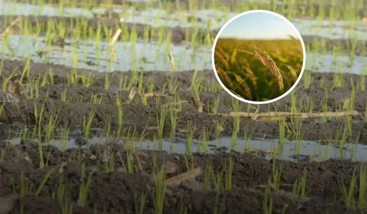 Cada año en Morelos conmemora el Día Estatal del Arroz el 16 de febrero Foto: Secretaria de Gobierno de Morelos