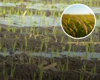 El arroz de Morelos, un pilar económico y cultural desde 1836