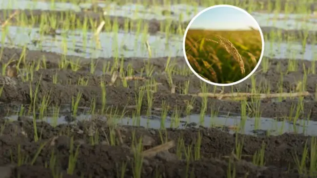 Cada año en Morelos conmemora el Día Estatal del Arroz el 16 de febrero Foto: Secretaria de Gobierno de Morelos