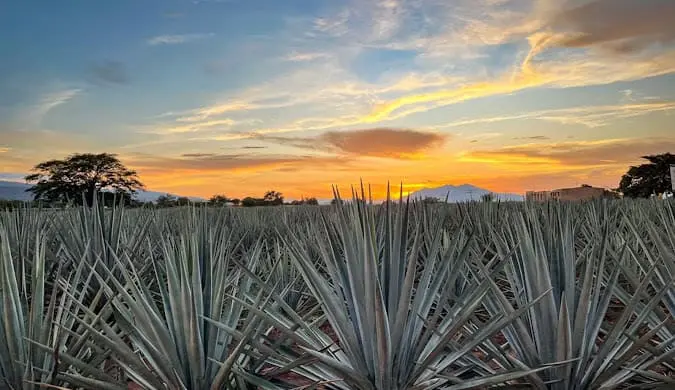 Plantas de Agave en Jalisco. Foto: Gobierno de México