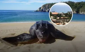 Oaxaca este fin de semana: Vive una experiencia ecoeducativa en el Centro Mexicano de la Tortuga