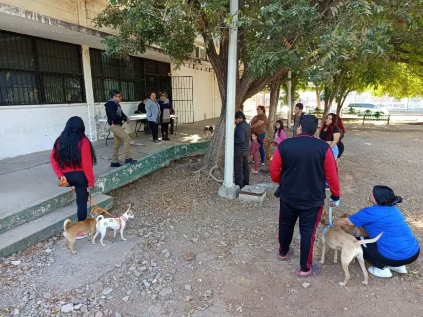 Campaña Gratuita de esterilización de mascotas en la Unidad DIF de El Vallado en Culiacán