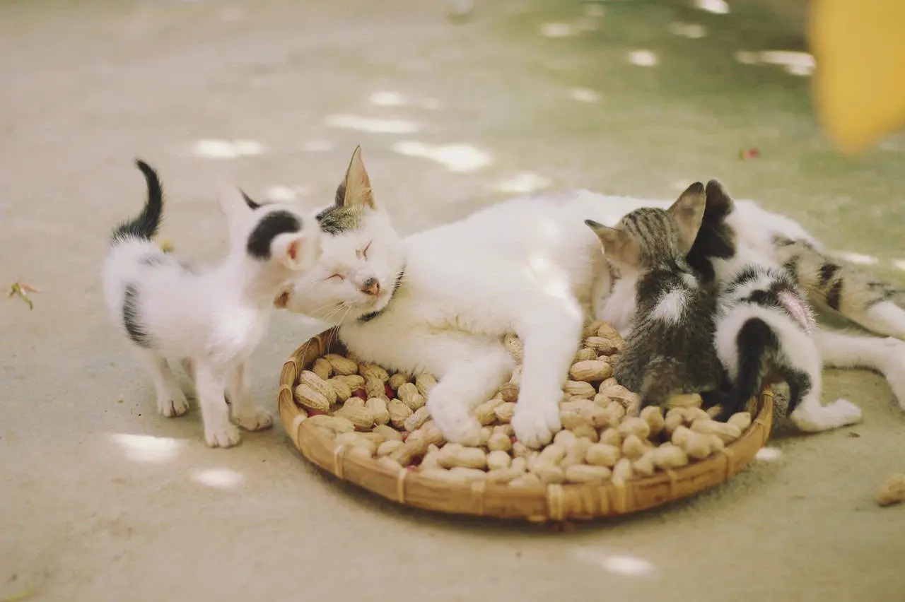 20 de febrero, Día Internacional del Gato. Foto: Mikhail Vasilyev