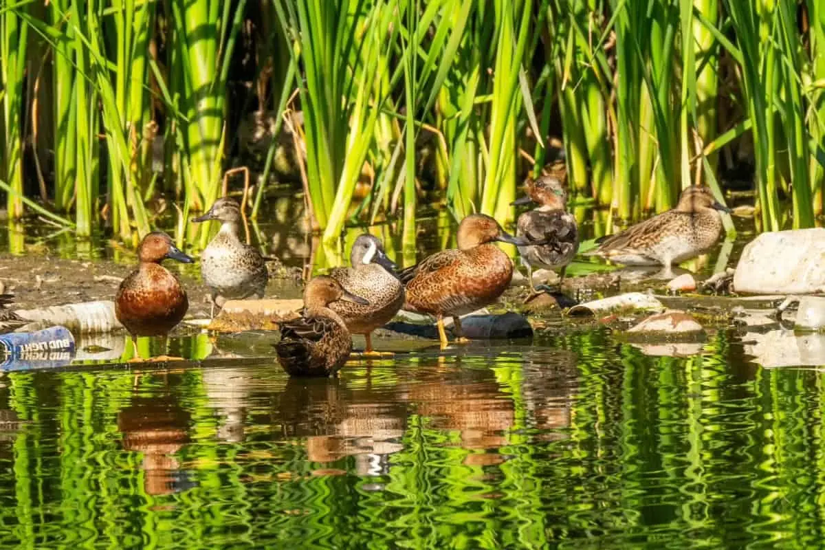 El Lago las Urracas es un santuario para aves endémicas y migratorias. Por ello es importante su conservación. / Imagen cortesía de David Lara