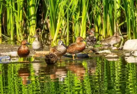 Lago las Urracas: Un oasis de vida frente al fraccionamiento Los Ángeles, en Culiacán