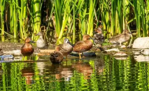 Lago las Urracas: Un oasis de vida frente al fraccionamiento Los Ángeles, en Culiacán