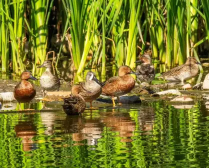 Lago las Urracas: Un oasis de vida frente al fraccionamiento Los Ángeles, en Culiacán