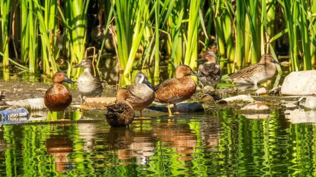 El Lago las Urracas es un santuario para aves endémicas y migratorias. Por ello es importante su conservación. / Imagen cortesía de David Lara