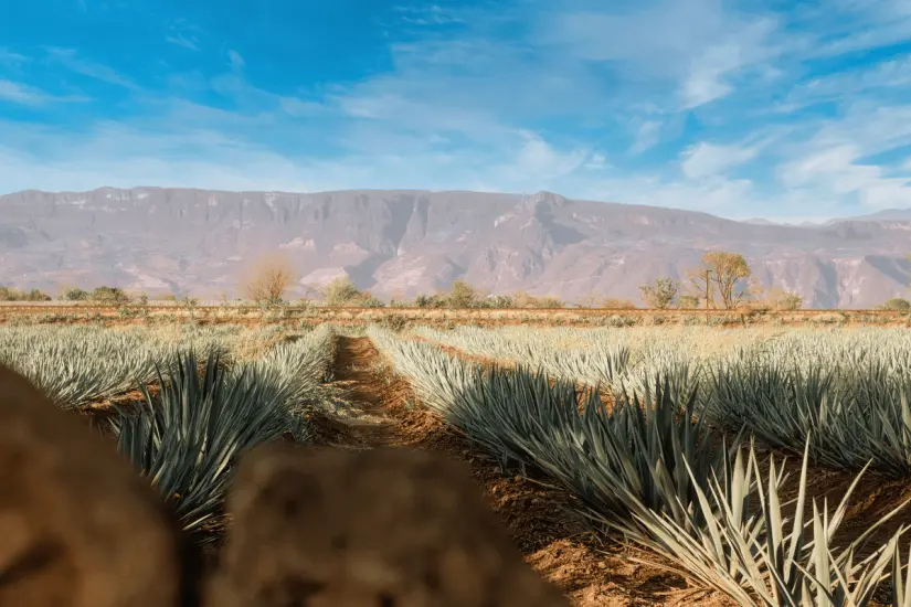 Plantas de Agave. Foto: Shutterstock