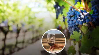 Viñedos en Querétaro: la escapada perfecta para disfrutar un fin de semana con vino y paisajes únicos