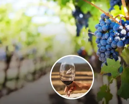 Viñedos en Querétaro: la escapada perfecta para disfrutar un fin de semana con vino y paisajes únicos