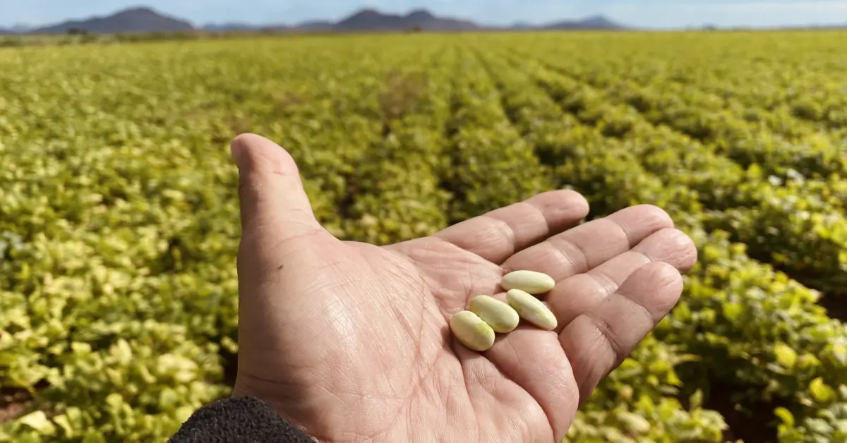 ¿Cómo los aranceles de EE.UU. podrían afectar la economía agrícola de Sinaloa?