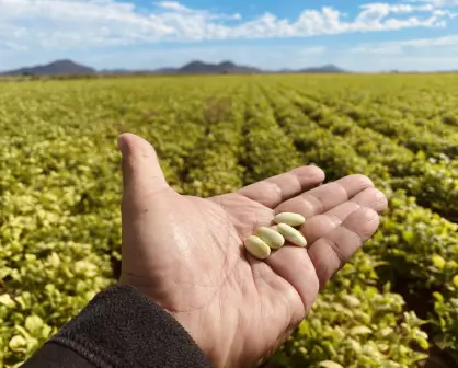 ¿Cómo los aranceles de EE.UU. podrían afectar la economía agrícola de Sinaloa?