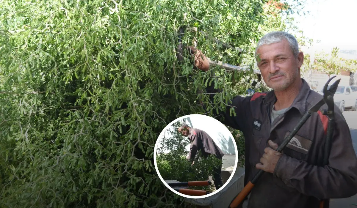 ¡Una vida entre ramas! Guadalupe Gastelum, el hombre que ha hecho de la poda de árboles su legado en Culiacán. Foto: Juan Madrigal