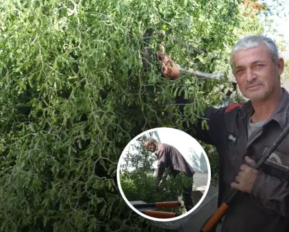 Guadalupe Gastelum, una vida dedicada a la poda de árboles en Culiacán