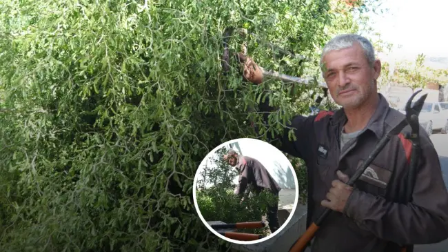 ¡Una vida entre ramas! Guadalupe Gastelum, el hombre que ha hecho de la poda de árboles su legado en Culiacán. Foto: Juan Madrigal