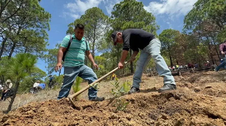 Conservación de bosques