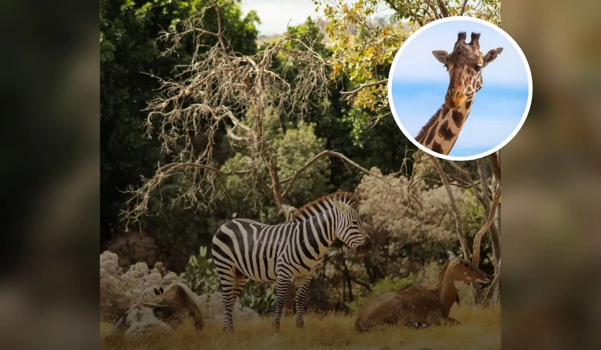 Visita la experiencia salvaje en el parque África Safari en Puebla
