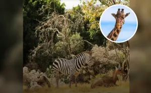África Safari en Puebla 2025: cuánto cuesta la entrada y qué incluye la experiencia