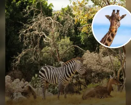 África Safari en Puebla 2025: cuánto cuesta la entrada y qué incluye la experiencia