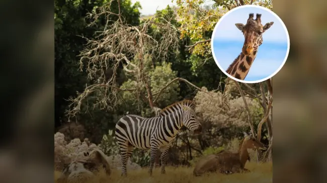 Visita la experiencia salvaje en el parque África Safari en Puebla