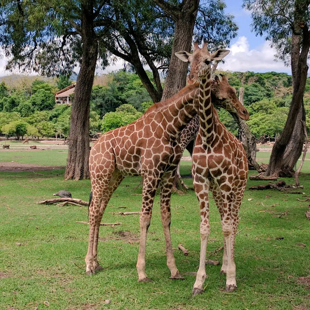 Conoce este increíble lugar en Morelos. Foto: ZOOFARI.