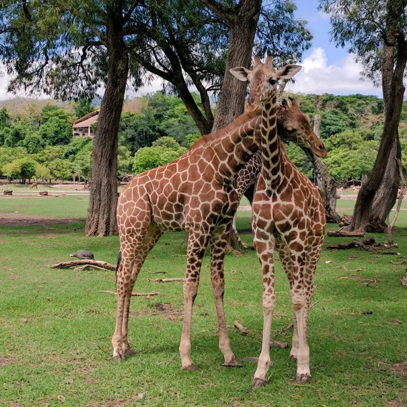 Conoce este increíble lugar en Morelos. Foto: ZOOFARI. 