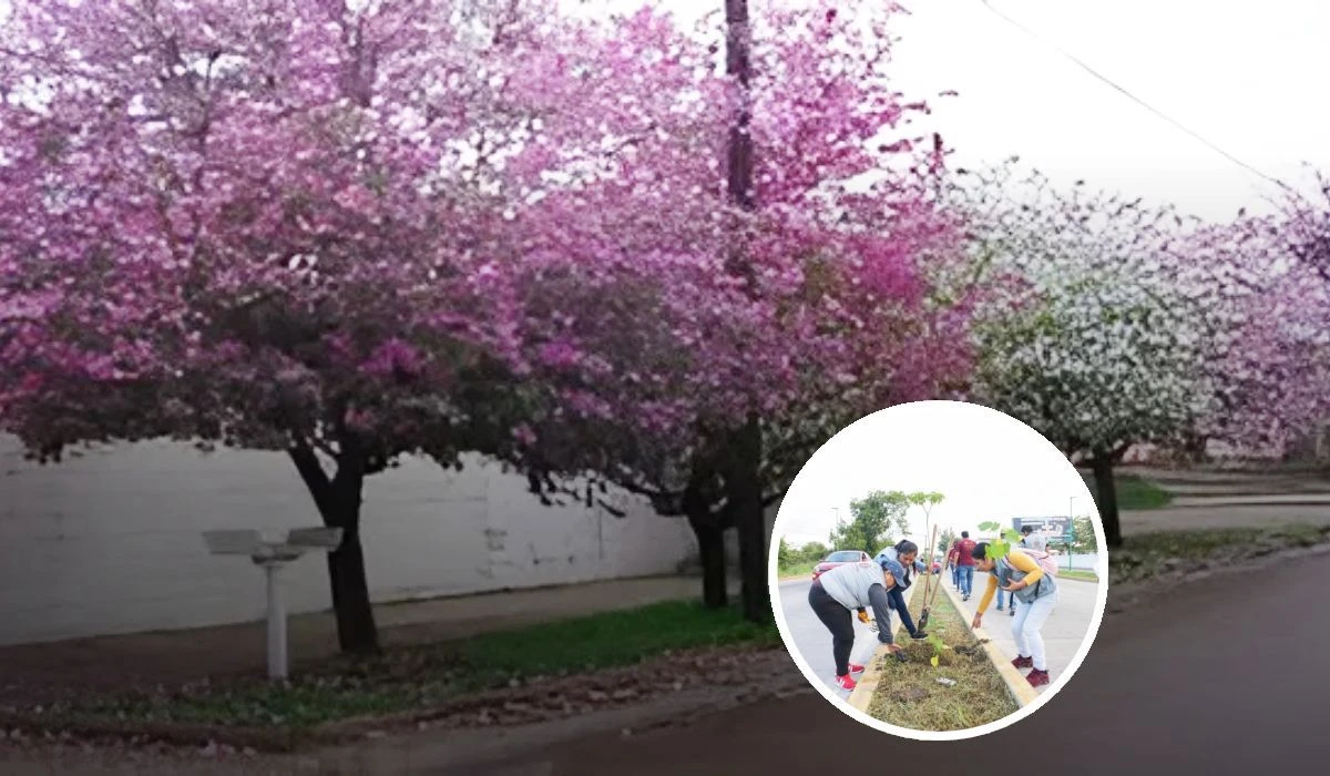 Plantar árboles en banquetas y camellones cambiará el entorno urbano