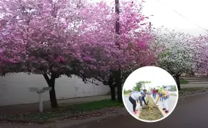 Programa de arborización de banquetas y camellones