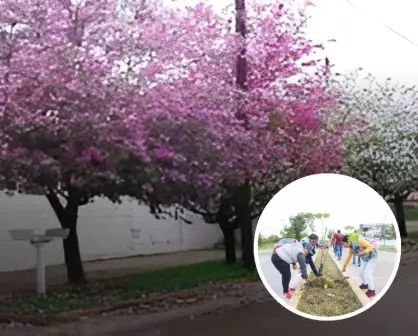Programa de arborización de banquetas y camellones