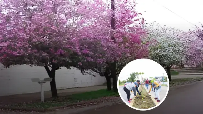 Plantar árboles en banquetas y camellones cambiará el entorno urbano