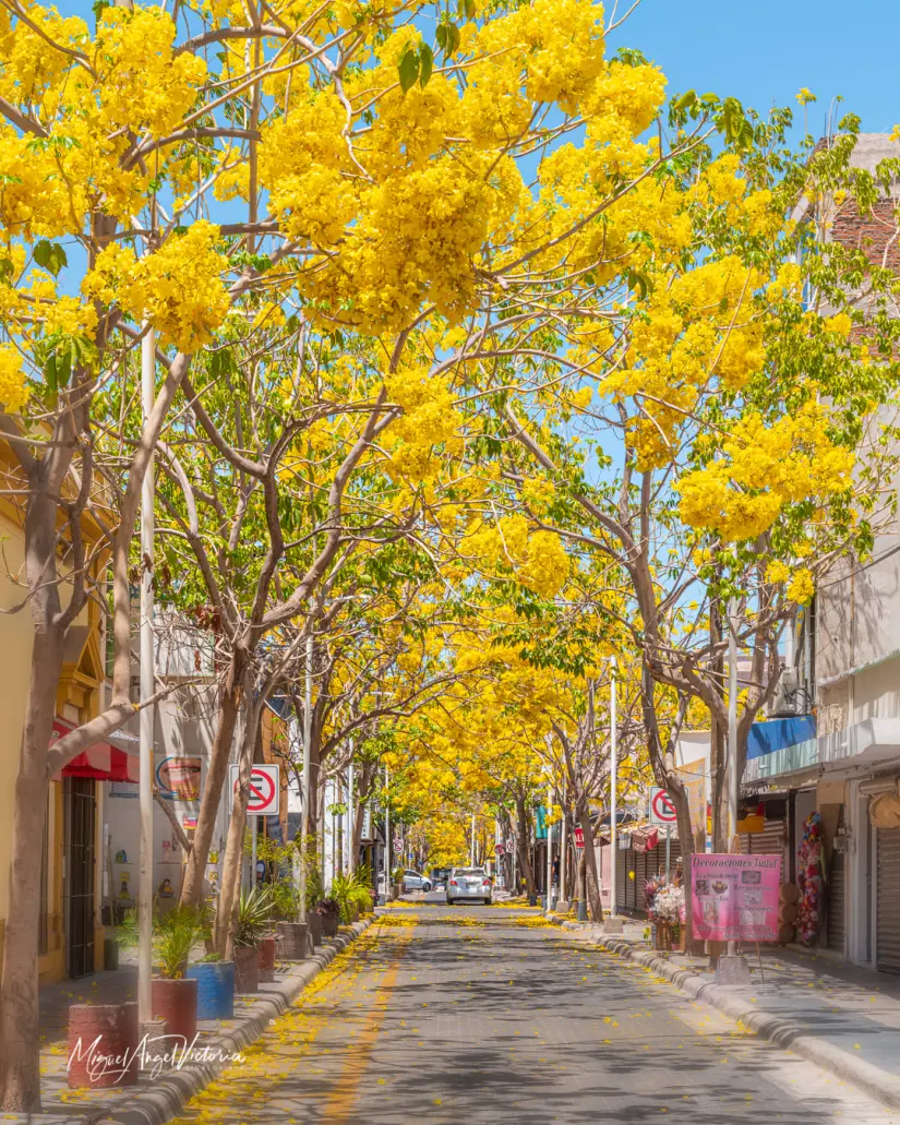 Árboles en calle