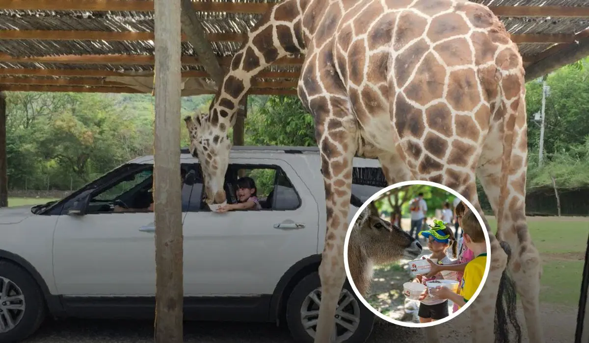 Este es el Zoofari que se encuentra en el estado Morelos. Foto: ZOOFARI.