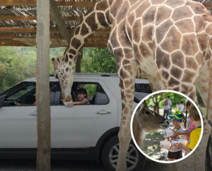 Zoofari en Morelos; precios de entrada 2025
