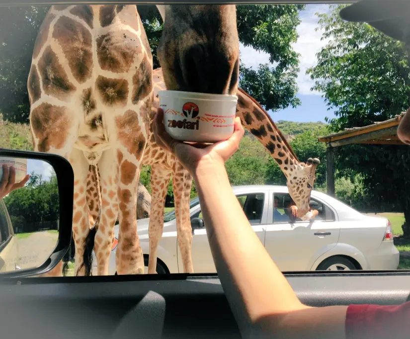 No te pierdas de esta gran experiencia en el Zoofari de Morelos. Foto: ZOOFARI. 