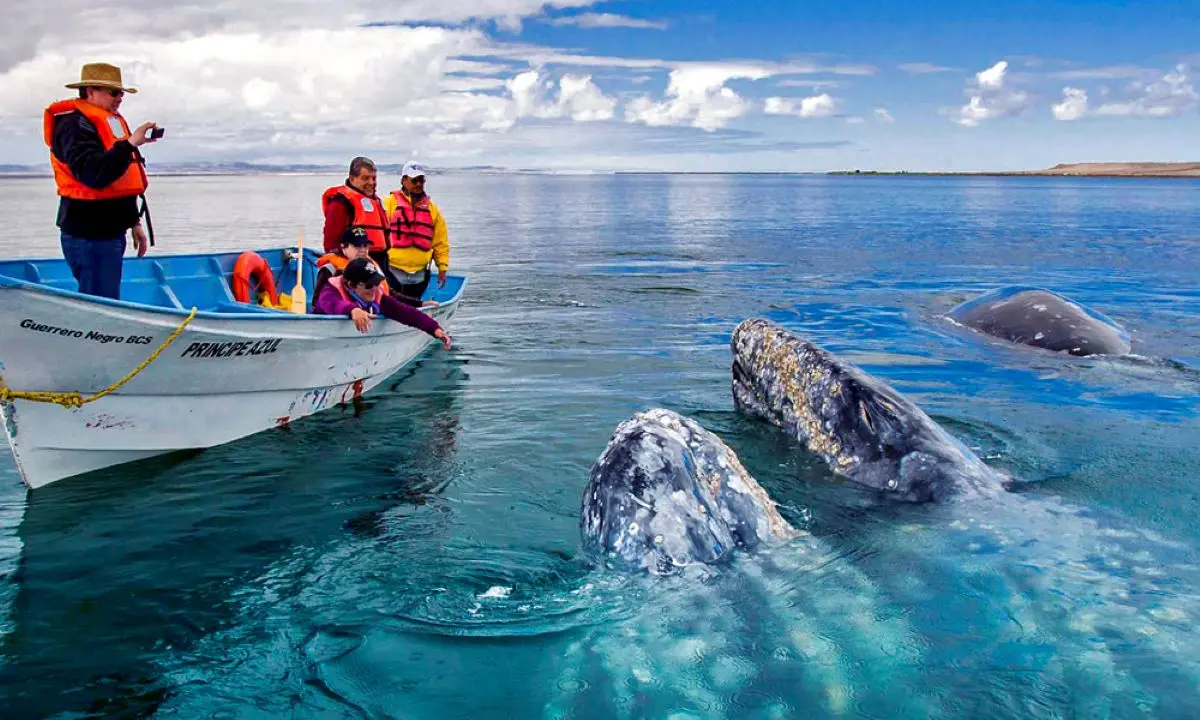 Avistamiento de ballena gris en Baja California. Foto Travel Report