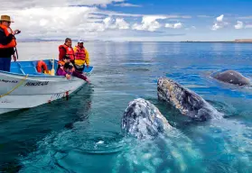 La experiencia de estar frente a la Ballena Gris en México: prepara maletas